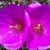 viole