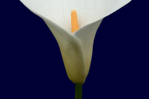 Medium