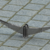 Tiny