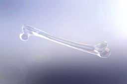 Femur