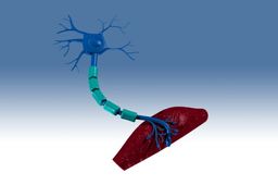 Nerve Signaling.ics