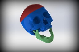 3-parts Anatomical Skull Model