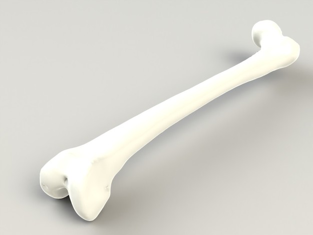 Femur
