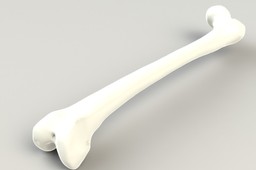 Femur