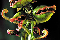 Venus Mosquito Trap