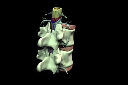Vertebrae.zip