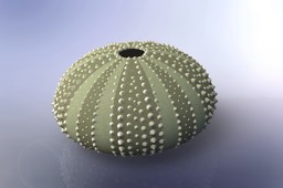 Urchin shell