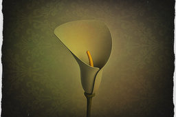 Calla Lily
