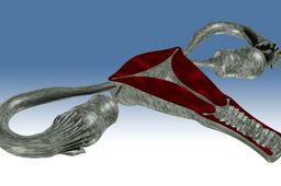 Female Reproductive System.ics