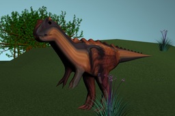 carnatorus 