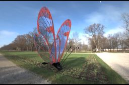 Glasswing Butterfly