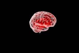 Brain, "the brain"