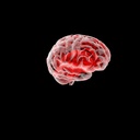 Brain, "the brain"