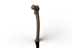 femur