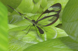 Glasswing Butterfly