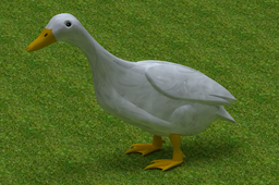 Duck