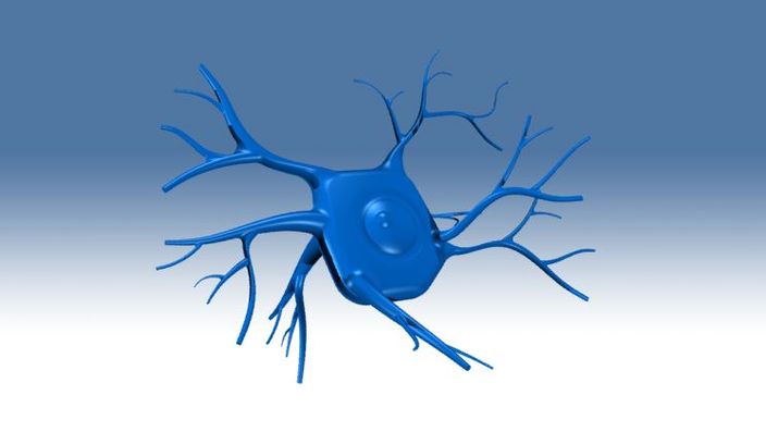 Neuron Cell Body