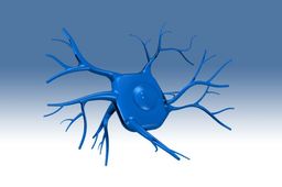 Neuron Cell Body