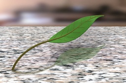 leaf