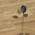 Tiny