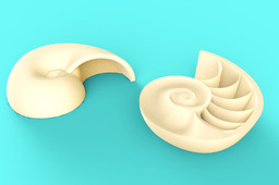 Nautilus shell
