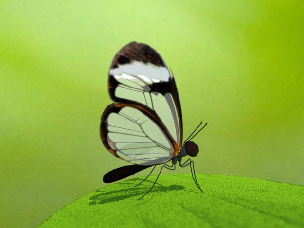 Glasswing Butterfly