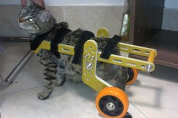 Cat Wheelchair