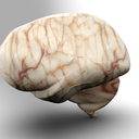 Got Brain???.... here's 4 u in case.... ;P ......lol