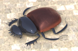 Scarab Beetle