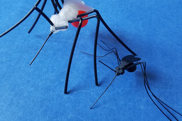 Educate to Eradicate (Mosquito Model)