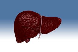 Liver
