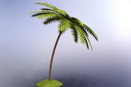 Palm