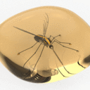 Amber Mosquito