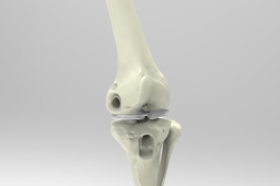 human knee joint