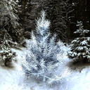 Pine-tree