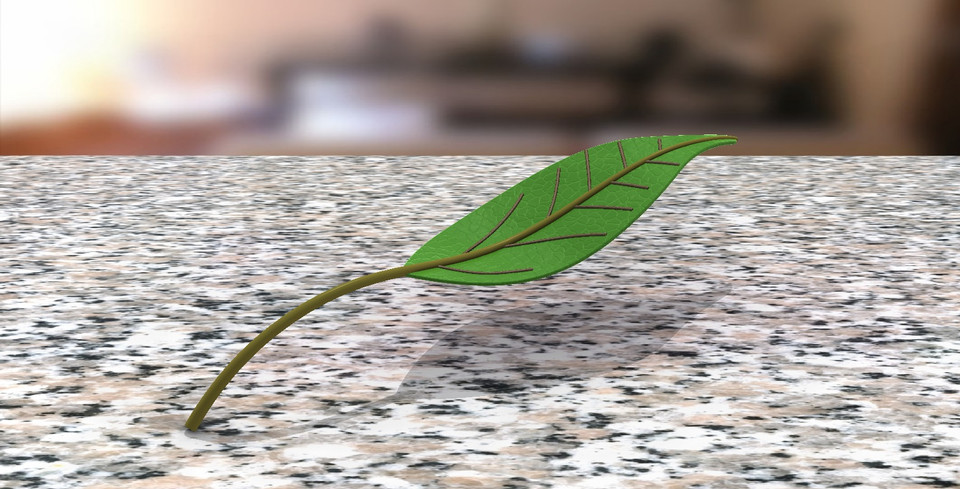 Folha/Leaf