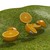 Oranges and bees