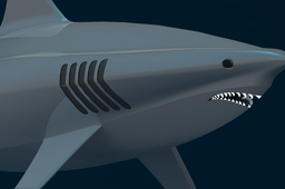 20 Foot Shark