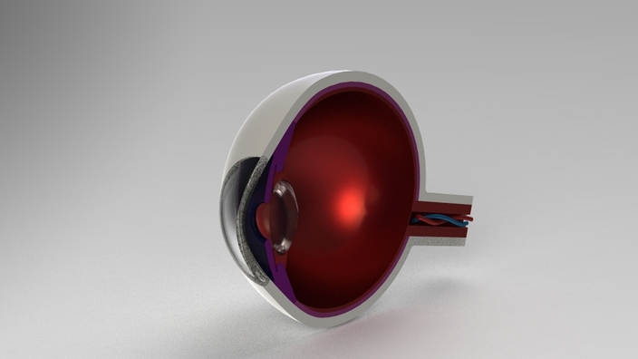Human Eye Model