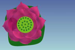 lotus